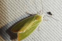 Earias clorana