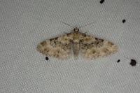 Eupithecia linariata/pulchellata