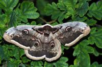 Saturnia pyri