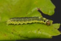 Ptycholoma lecheana