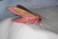 Deilephila elpenor