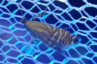Glyphipterix thrasonella