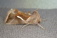 Macdunnoughia confusa