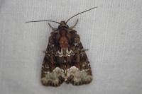 Oligia strigilis