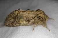 Peridea anceps