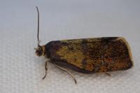 Ptycholoma lecheana