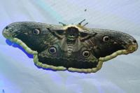 Saturnia pyri