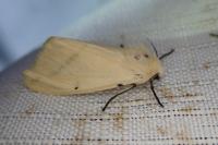 Spilarctia lutea