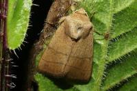 Charanyca trigrammica