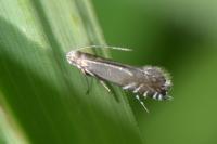 Glyphipterix simpliciella