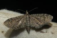 Eupithecia ultimaria