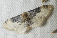 Idaea filicata