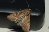 Lacanobia oleracea