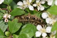 Lasiocampa quercus
