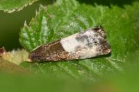Notocelia cynosbatella