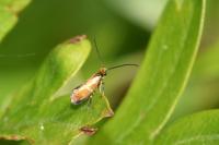 Micropterix aruncella