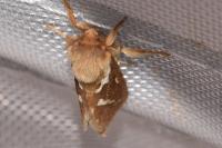 Korscheltellus lupulinus