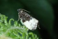 Hedya pruniana