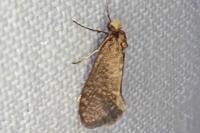 Taleporia tubulosa