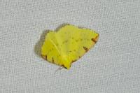 Opisthograptis luteolata