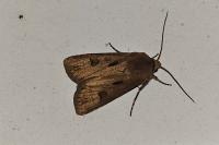 Agrotis exclamationis