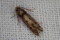 Niditinea fuscella