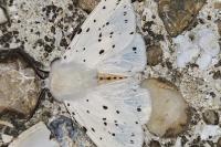 Spilosoma lubricipeda