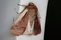 Ochropleura plecta