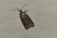 Cnephasia
