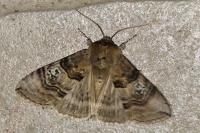 Tethea ocularis