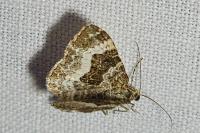 Epirrhoe alternata
