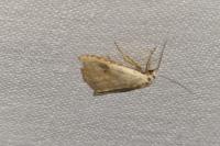 Rivula sericealis
