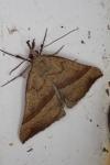 Hypena proboscidalis