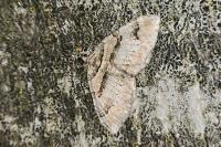 Catarhoe rubidata