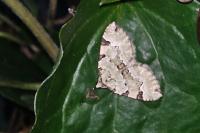 Colostygia pectinataria