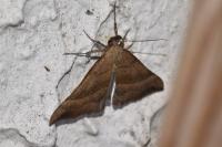 Hypena proboscidalis