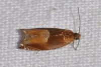 Ancylis mitterbacheriana