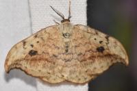 Drepana falcataria