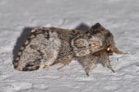 Drymonia dodonaea