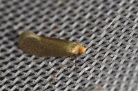 Nematopogon adansoniella