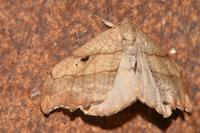 Falcaria lacertinaria