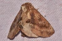 Ptilodon capucina