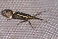 Esperia sulphurella