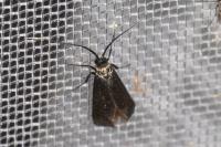 Adela reaumurella