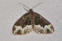 Euphyia biangulata