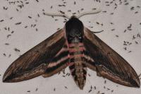 Sphinx ligustri