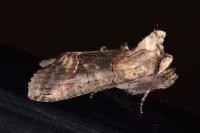 Abrostola triplasia