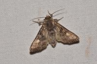 Euplexia lucipara