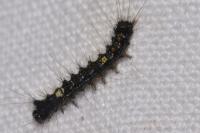 Lymantria dispar