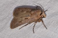 Agrotis exclamationis